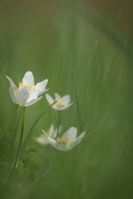 comp_IMG_3036.jpg