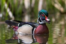 compIMG_2008.jpg