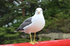 comp_IMG_0957.jpg