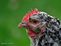 comp_DSC_0013_150.jpg