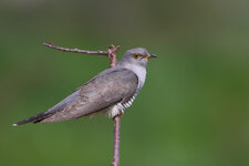 2013_05_03_1176ab.jpg 2013_05_03_1176ab.jpg