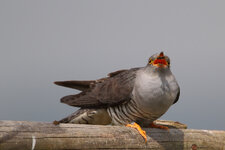 2013_05_03_1214ab.jpg 2013_05_03_1214ab.jpg