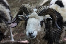 Portrait einer Ziege.JPG