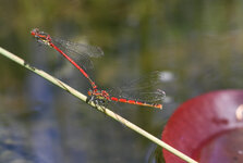 IMG_7393.JPG