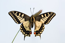 Schwalbenschwanz (Papilio machaon)_Q22A6976.jpg