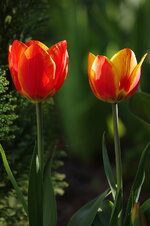 Tulpen 43.jpg