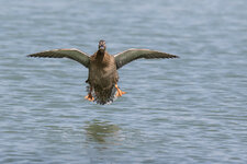 Ip[J3RT_150-600@329_1^2000_8.0_I800_AI_AV_CS_AFPExp8P_26C_7DII_TAMRON 150-600mm F5-6.3.jpg Ip[J3RT_150-600@329_1^2000_8.0_I800_AI_AV_CS_AFPExp8P_26C_7DII_TAMRON 150-600mm F5-6.3.jpg