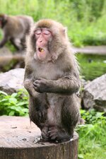 1DM31315 (Andere).JPG