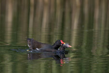 Ids4UGv_800-800@800_1^1250_7.1_I1000A_AI_EC-2div3_AV_CS_AFPExp4P_28C_7DII_EF400mm f2.8L IS  +2xI.jpg Ids4UGv_800-800@800_1^1250_7.1_I1000A_AI_EC-2div3_AV_CS_AFPExp4P_28C_7DII_EF400mm f2.8L IS  +2xI.jpg