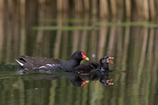 Imj0tXC_800-800@800_1^1250_7.1_I1000A_AI_EC-2div3_AV_CS_AFPExp4P_28C_7DII_EF400mm f2.8L IS  +2xI.jpg Imj0tXC_800-800@800_1^1250_7.1_I1000A_AI_EC-2div3_AV_CS_AFPExp4P_28C_7DII_EF400mm f2.8L IS  +2xI.jpg