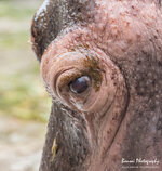 Hippo Closeups KA 0515-4.jpg