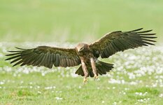 comp_DSC_1128-Schreiadlert5.jpg