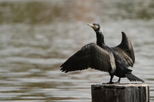 15-04-11-schäfersee-0169-kormoran2.JPG