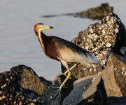 IMGL4279 (81 von 1).jpg