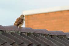 DSC_6967-convs.jpg