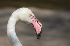 150418_Zoo_Hannover-21.JPG