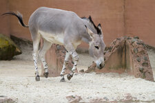 150418_Zoo_Hannover-20.JPG