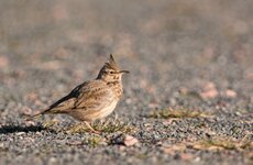 comp_DSC_0366-Haubenlerche5.jpg