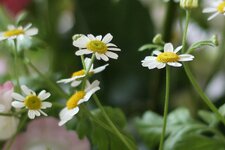 IMG_2125_crop.jpg