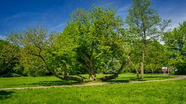 Stadtpark Baum.jpg