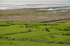 135mm F10 b Deichvorland.jpg