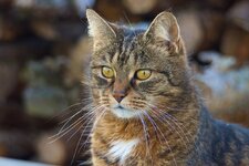 Katze-Laura 003.jpg