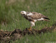 Heller Mäusebussard-2.jpg