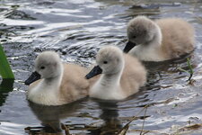 Schwanenkueken_8502.JPG Schwanenkueken_8502.JPG