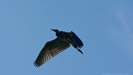 comp_ 2DSC_2608_DxO Tammy.jpg