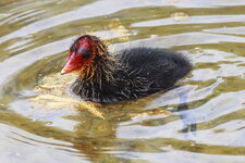 Blessralle_Kueken_8430.JPG Blessralle_Kueken_8430.JPG