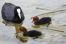 Blessralle_Familie_8437.JPG Blessralle_Familie_8437.JPG