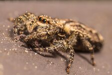 Rindenspringspinne-mit-Kaefer--20150505-1916.jpg