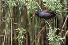 I1Gltto_150-600@552_1^640_7.1_I800_AI_EC-2div3_AV_CS_AFPExp4P_32C_5DIII_TAMRON 150-600mm F5-6.3.jpg I1Gltto_150-600@552_1^640_7.1_I800_AI_EC-2div3_AV_CS_AFPExp4P_32C_5DIII_TAMRON 150-600mm F5-6.3.jpg