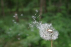 IMGP0711.geaendert.JPG