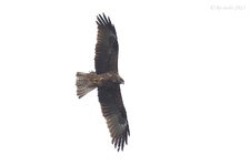 W 078141 03_05_2013 1200.jpg