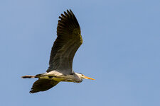 HL5_5937-1.jpg HL5_5937-1.jpg