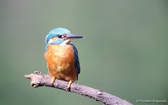 Bild_0030.jpg