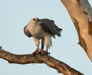 adler schlange baum forum-1.jpg