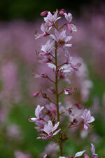 DSCF3586.jpg