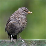 Amsel-5D-1704-02.jpg