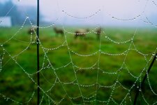 spinnennetz.jpg