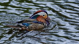 comp_ 2DSC_2931_DxO Tammy Kopie.jpg