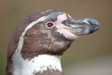 Pinguin-II.jpg