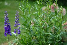 DSCF9218_DSLR.jpg