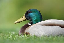 Stockente - Mallard (Anas platyrhynchos.jpg