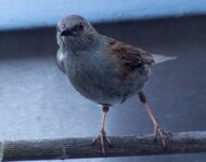 welcher_Vogel_1881a.jpg