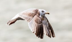 comp(596).jpg