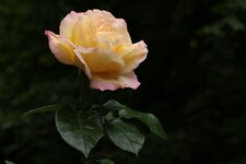 img_5720_top.jpg