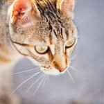__katze_fbfbfb.jpg
