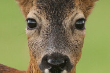 3C1W8239-2.jpg